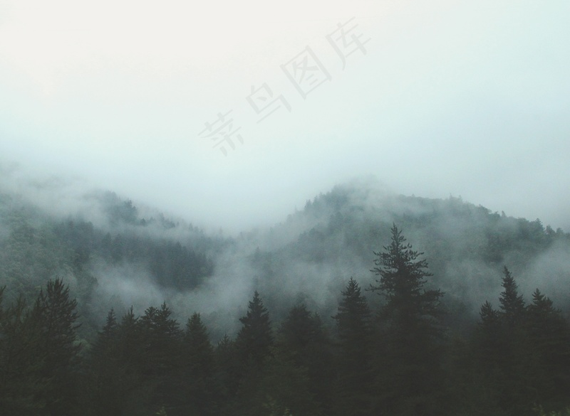云雾森林图片