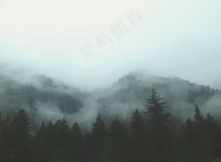 云雾森林图片 云雾森林图片