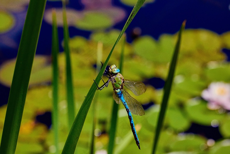 荷塘静坐的蓝色蜻蜓