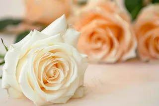 a close up of a white rose on a table, a picture inspired by Frederick Goodall, trending on pixabay, romanticism, crown of peach roses, roses background, photo of a rose 