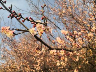 桃花盛开微距摄影