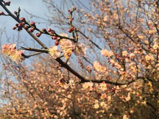 桃花盛开微距摄影