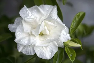 栀子花白色花朵植物摄影图