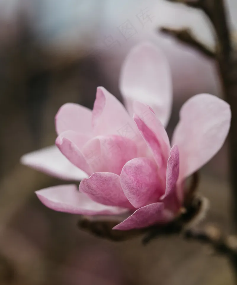 户外玉兰花花朵