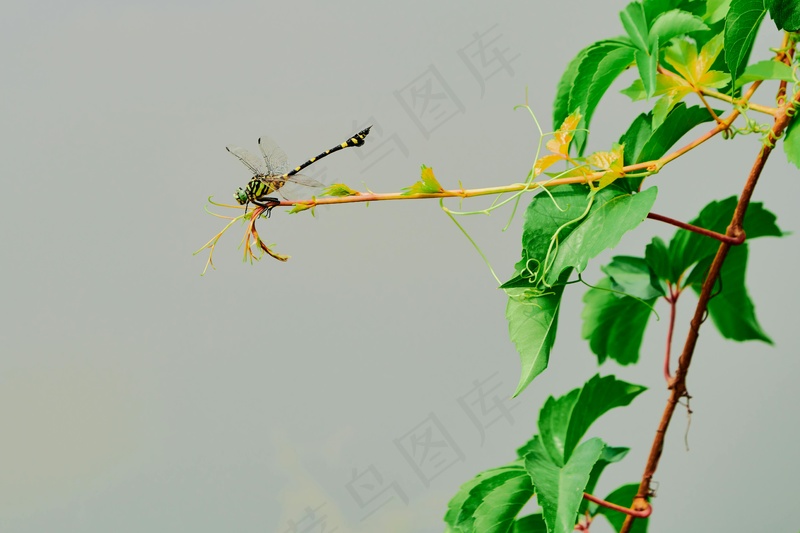 静谧夏日中的蜻蜓栖息