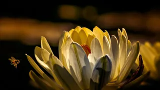 阳光下的蜜蜂与白莲花