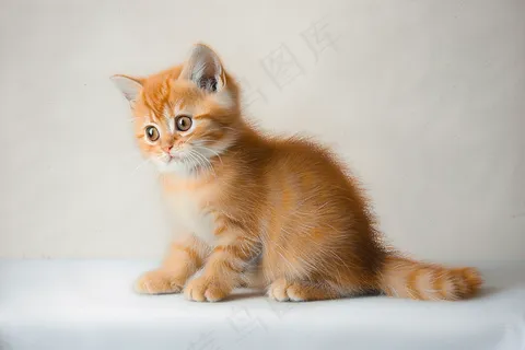 猫咪宠物猫可爱动物摄影图