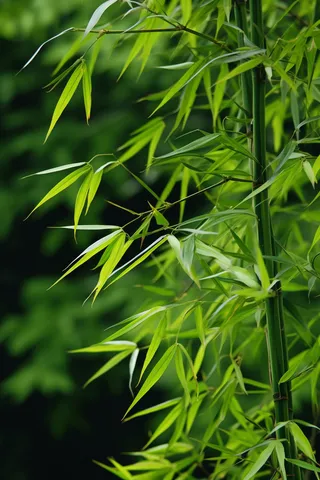 竹林竹叶竹子绿色摄影图
