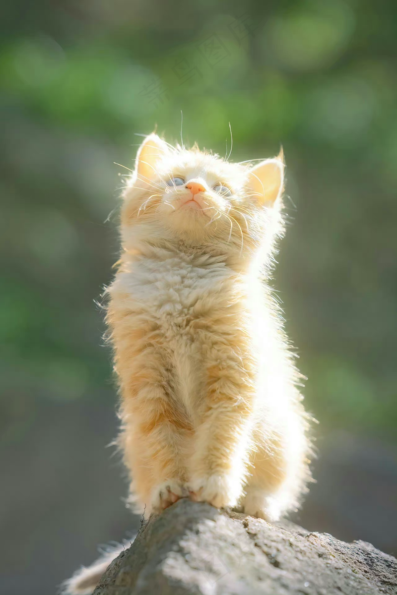 可爱猫咪摄影