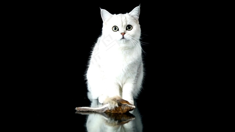 可爱猫咪摄影