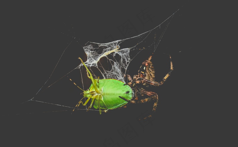 暗夜奇遇：蛛网上的绿色甲虫与棕色蜘蛛