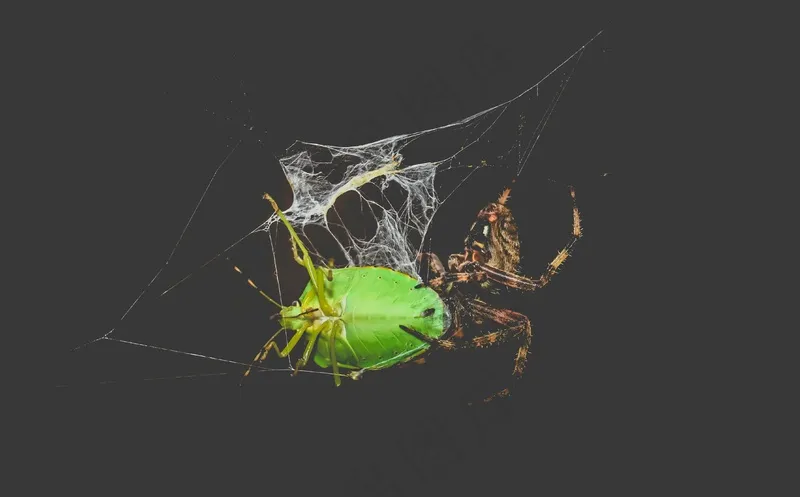 暗夜奇遇:蛛网上的绿色甲虫与棕色蜘蛛 暗夜奇遇:蛛网上的绿色甲虫与棕色蜘蛛
