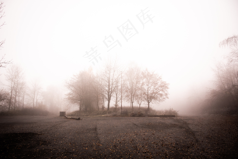 云雾森林图片