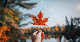 秋天手拿着一片红色枫叶金秋立秋秋分摄影图