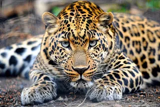 猎豹趴着休息的动物保护动物摄影图