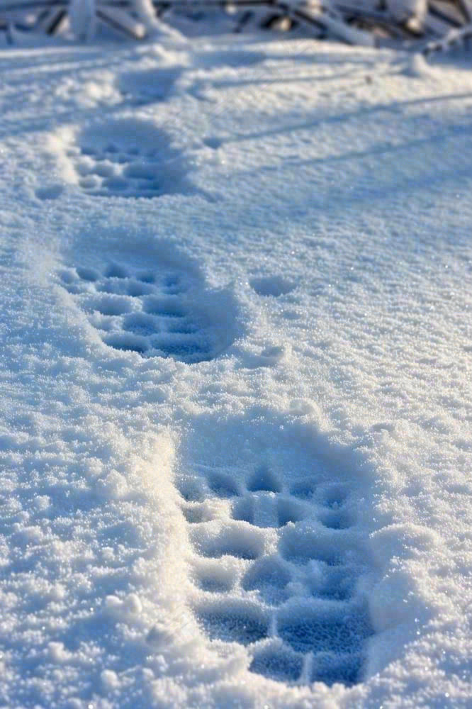 冬天雪地里的脚印蓝白色小雪大雪摄影图(896x1344)