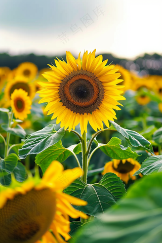 向日葵向阳鲜花摄影图