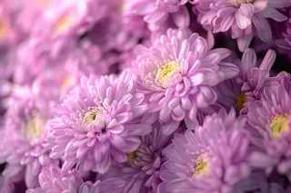 紫色菊花鲜花植物摄影图