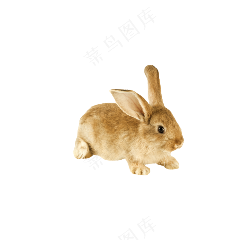 免抠兔子素材