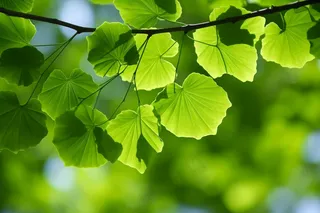 绿叶树枝嫩叶春天绿意盎然摄影图