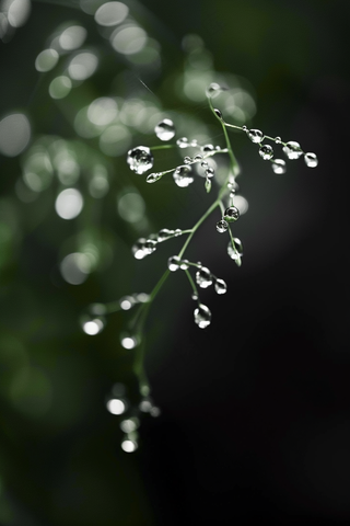 春天梅雨季的植物雨水露珠摄影图