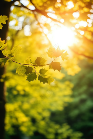 春天阳光透过树叶绿意摄影图