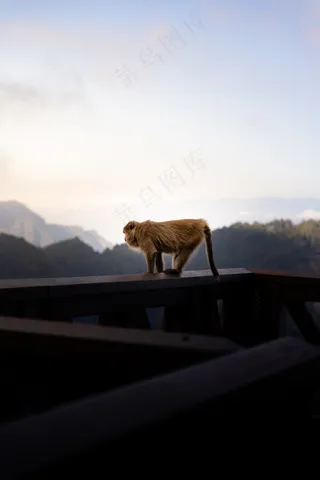 栏杆上的小猴子