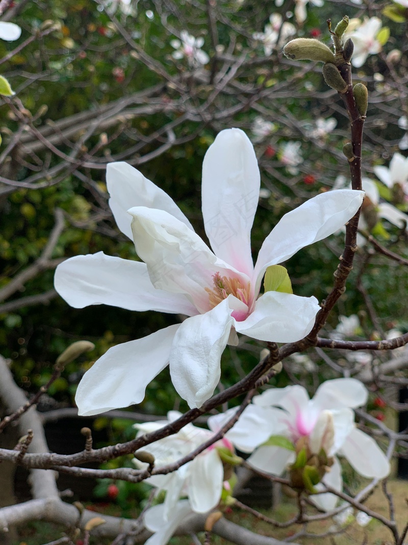 户外玉兰花花朵