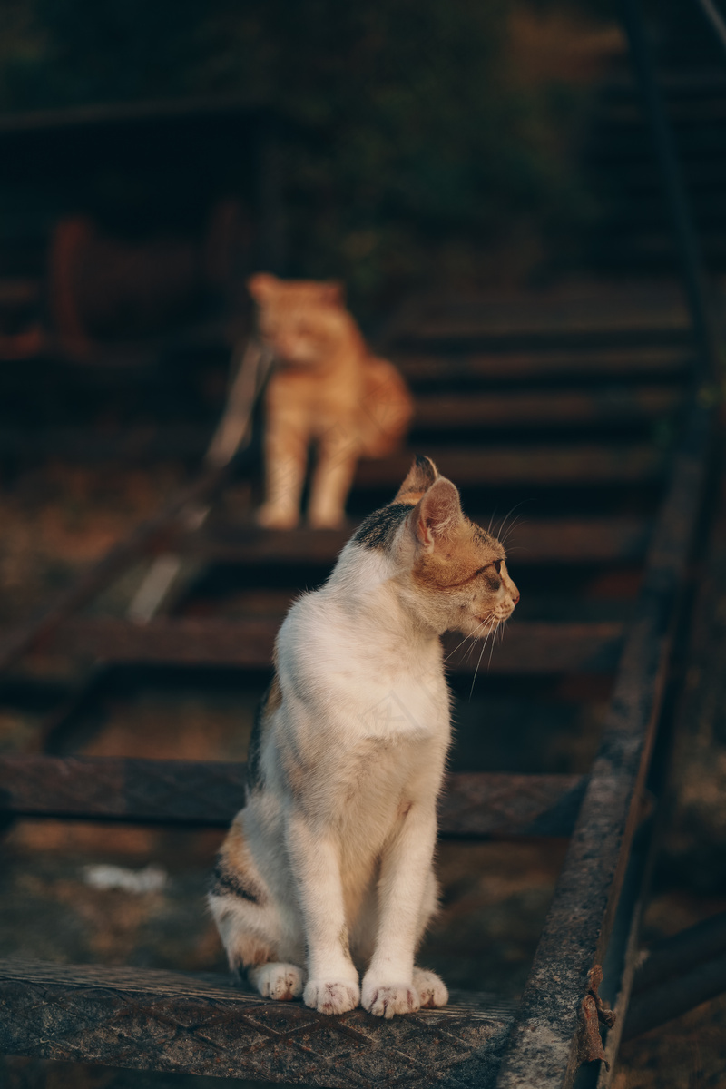 猫咪小猫动物