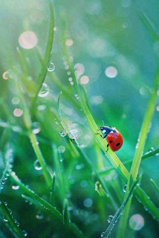 绿叶草丛露珠瓢虫昆虫雨水谷雨惊蛰摄影图