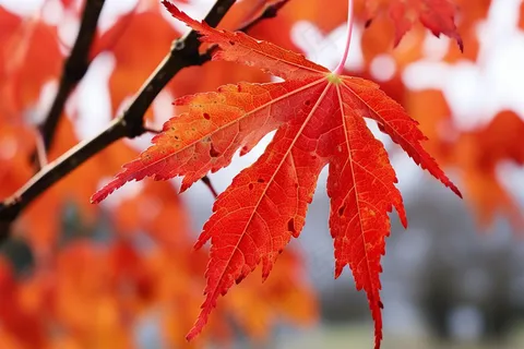 秋日火红的枫叶摄影图