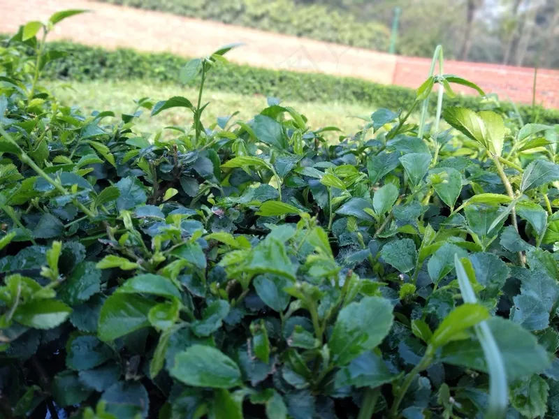 户外茶叶茶园