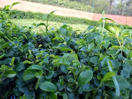 户外茶叶茶园 户外茶叶茶园