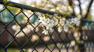 春天围墙上的白花花朵梨花摄影图