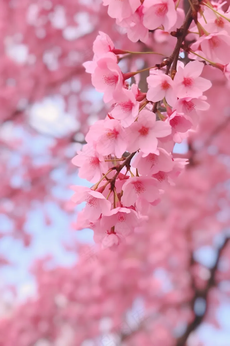 春天樱花粉色花朵海棠花摄影图(2688x4032)