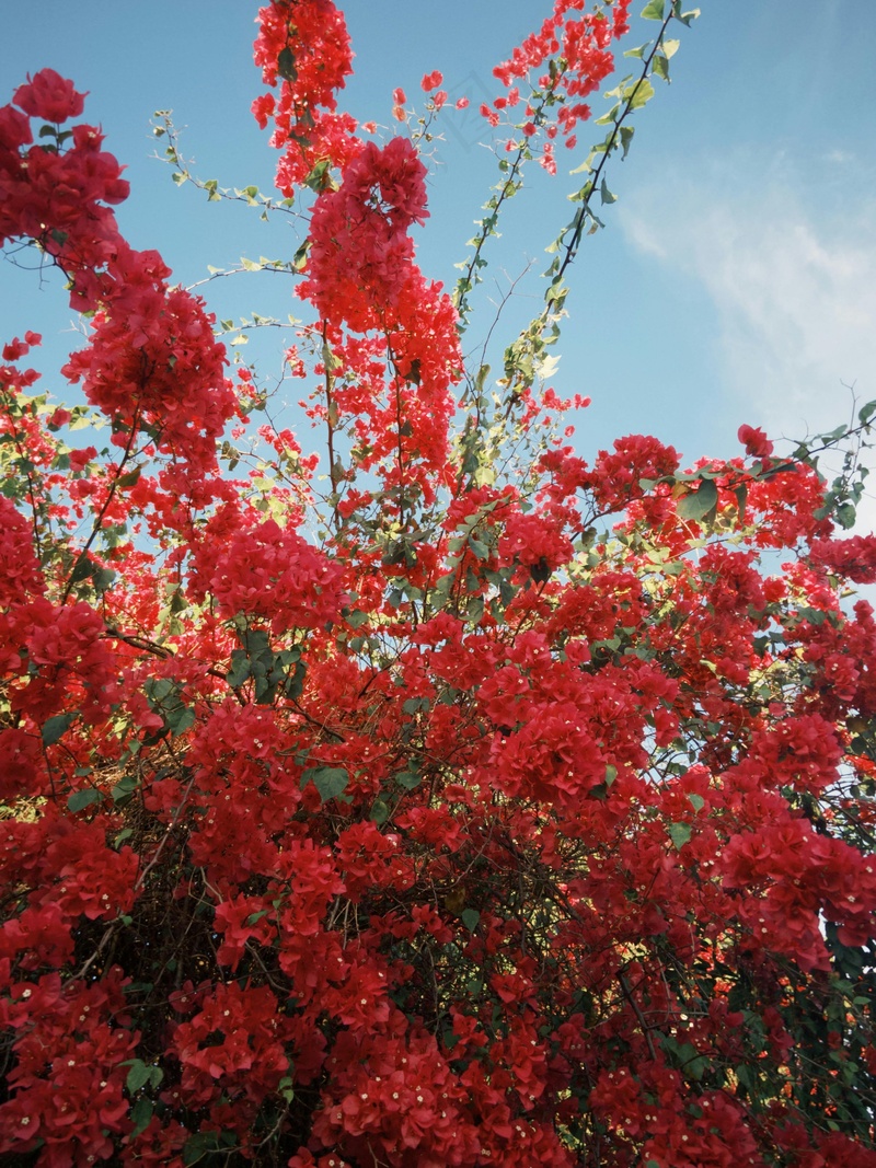 夏天红色九重葛花卉