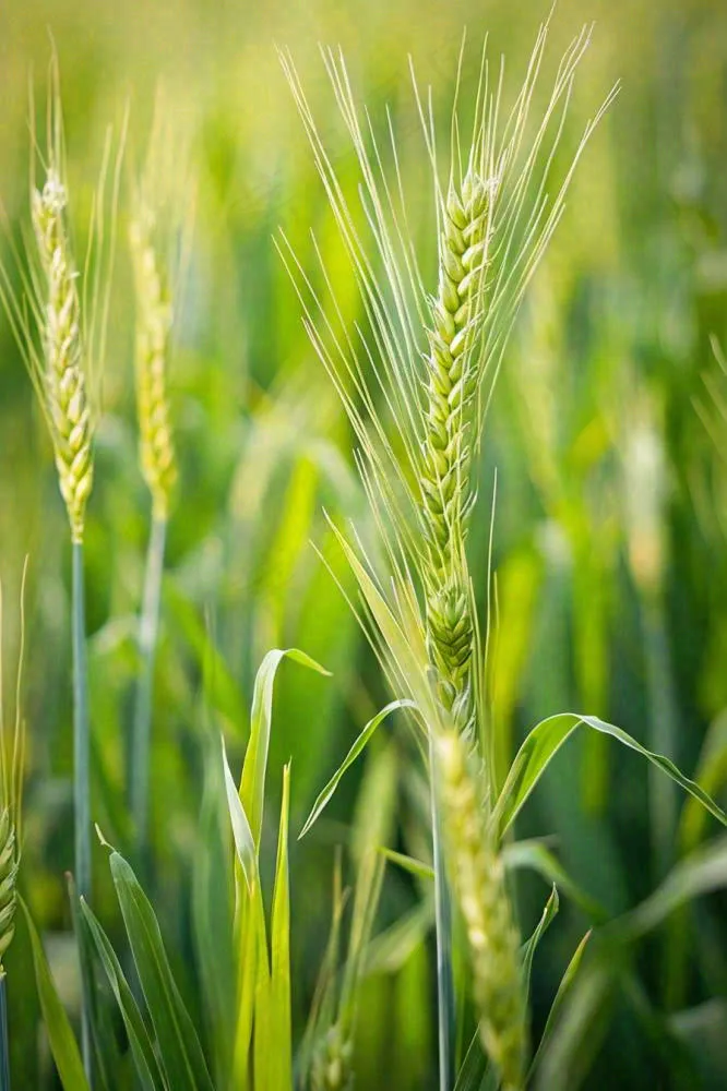 绿色小麦麦穗农田种植小满芒种摄影图(896x1344)