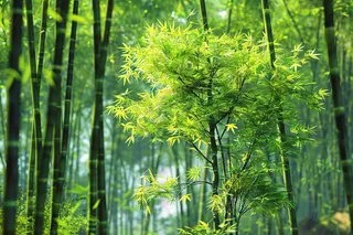 春夏竹林绿色清凉摄影图