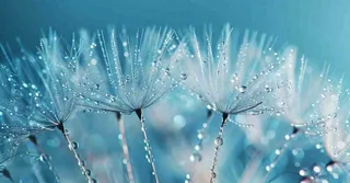 白色蒲公英上的露水白露摄影图