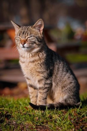 草地上的可爱宠物大花猫1
