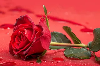 玫瑰花鲜花花朵摄影图