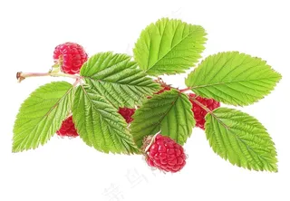 树莓水果摄影图免抠