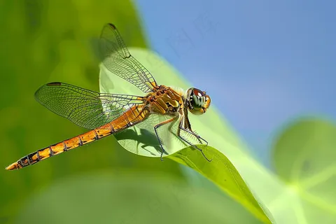 蜻蜓绿叶上停留的竹蜻蜓昆虫春天摄影图 蜻蜓绿叶上停留的竹蜻蜓昆虫春天摄影图