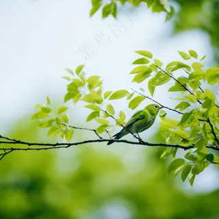 春天大树抽新芽绿叶树枝站绿色小鸟摄影图