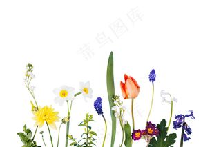 鲜花小草装饰素材电商海报用小清新风格