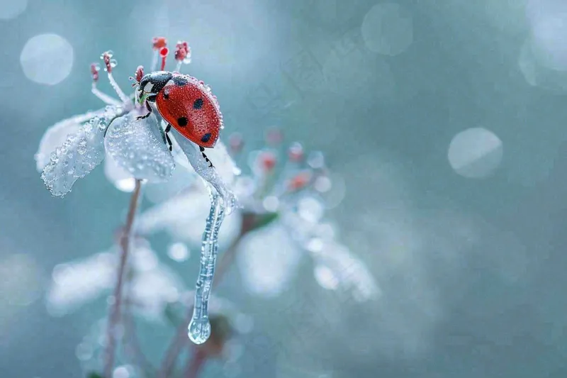 下雨天白色花朵上的七星瓢虫昆虫春天雨水谷雨摄影图(1344x896)