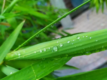 户外翠竹竹叶 户外翠竹竹叶