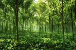 山林森林绿色大自然风景摄影图