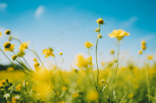 春天小黄花绿枝摄影图