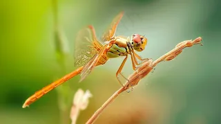 蜻蜓绿叶上停留的竹蜻蜓昆虫春天摄影图